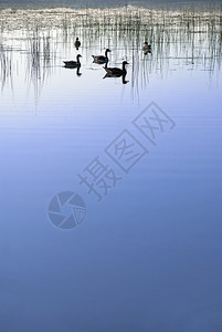 鸭子在芦苇湖中游泳图片