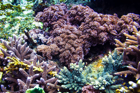 在海洋深度的美丽的五颜六色的珊瑚图片