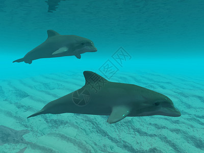 两只海豚一起在水背景图片