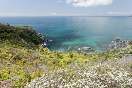 新西兰北岛Tawharanui半岛的美丽海岸景观图片