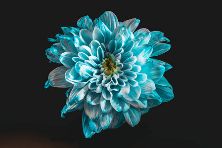 花的特写蓝色和白色的花瓣被黑色隔离图片