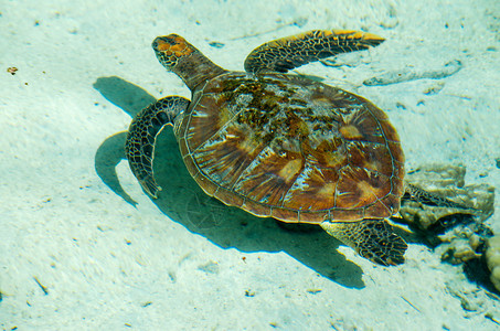 海龟漂浮在法属波利尼西亚Moorea的图片