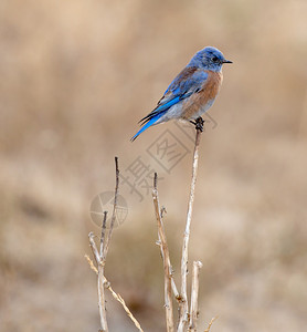 西部蓝鸟是一种小型画眉图片