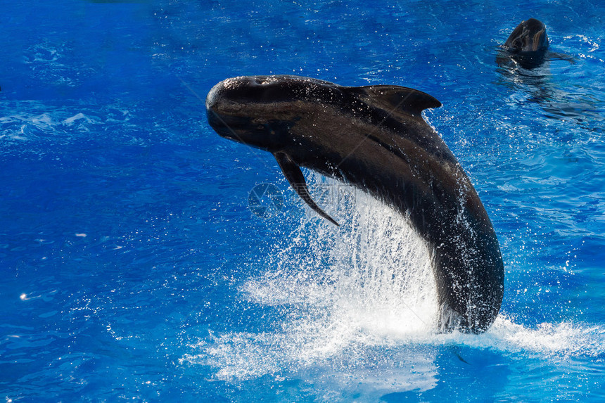 黑色的领航鲸在深蓝色的大海外跳跃图片