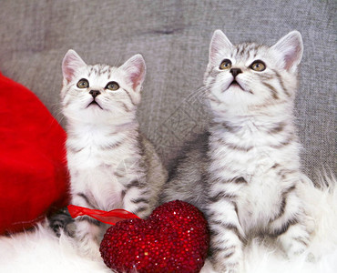 可爱的小猫坐着两只灰白色条纹的小猫图片