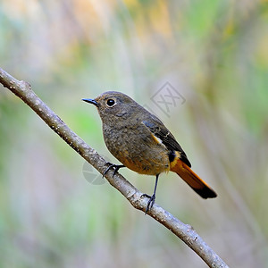 美丽的棕色和橙色鸟蓝边雌红发Phoenicurusfron图片