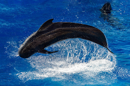 黑色的领航鲸在深蓝色的大海外跳跃图片