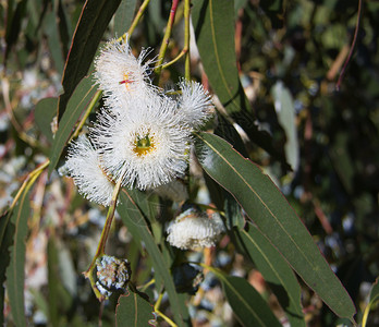 用鲜花和叶子关闭Eucaly图片