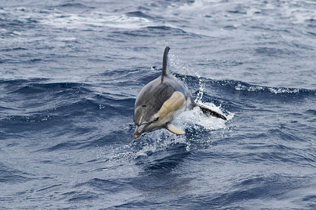 普通海豚在野外跳跃和飞溅图片