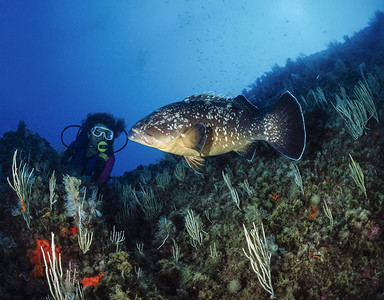 地中海突尼斯塔巴尔卡潜水员和石斑鱼Epinephalusguaza图片
