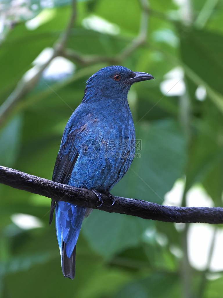 亚洲童话蓝鸟栖息于其栖息地图片