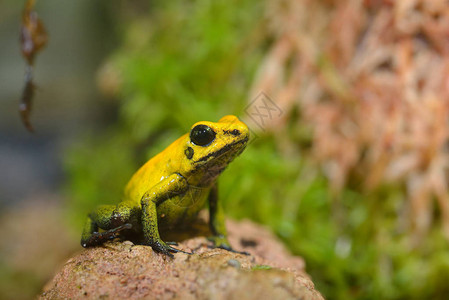 天然雨林环境中的金毒箭蛙Phylobates图片