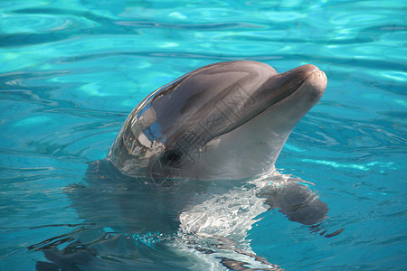 海豚对着镜头摆姿势图片