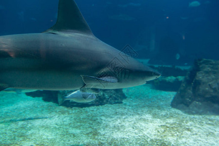 真正的鲨鱼水下自然水族馆图片