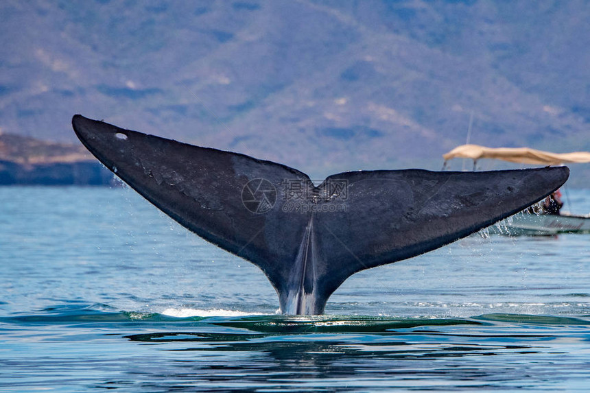 蓝鲸是世界上最大的动物24图片