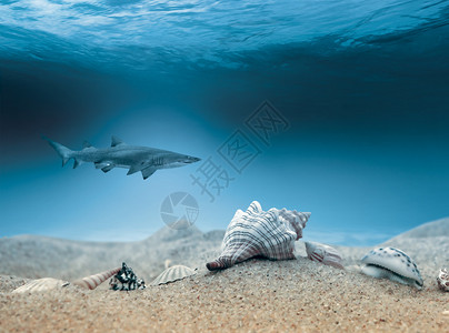 鲨鱼在浅水区打猎图片