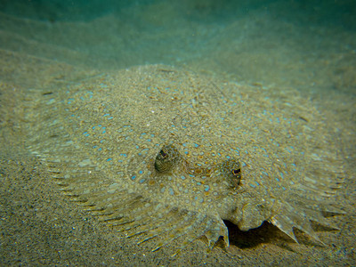 有斑点的比目鱼在水下躺在海底背景图片