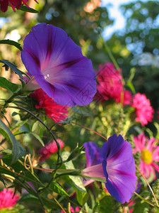 牵牛花在其他花中图片