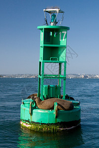 海狮们正在圣迭戈湾的一条图片