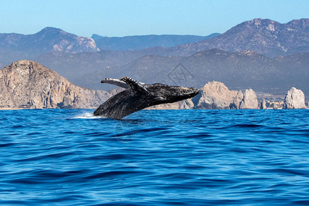 在太平洋背景上突破的座头鲸图片