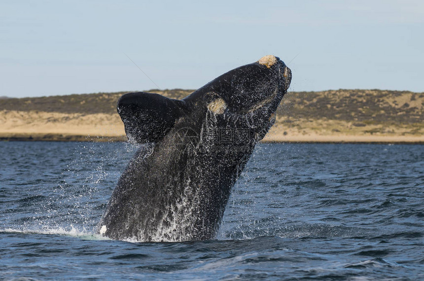 南露脊鲸在水中跳跃的风景图片