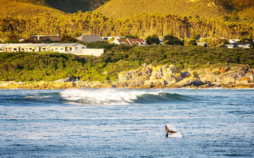 南非赫尔曼努斯鲸鱼为观鲸察者而向空图片