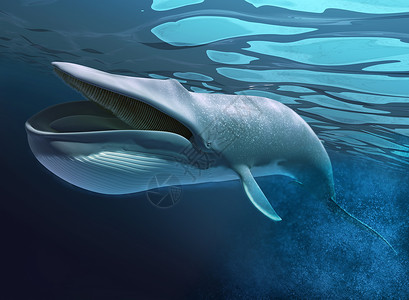 蓝色海底的鲸鱼背景图片