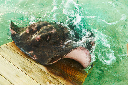 大黄貂鱼从水中出现图片
