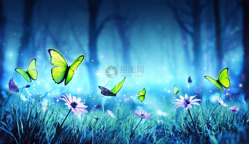 神秘森林中的仙蝶图片