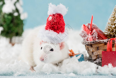 新年时圣塔帽和维杰的老鼠与礼品背景图片