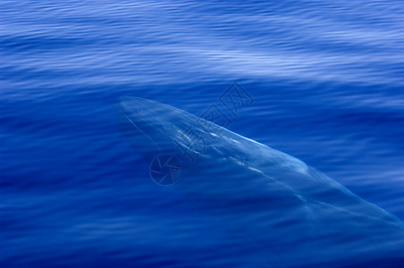 抹香鲸看透蓝色的水背景图片