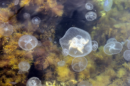 海蜇Aurelia在浅水黑海图片