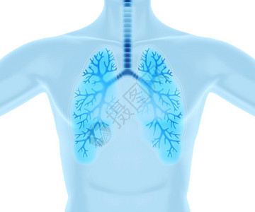清洁和健康的肺3D插图图片