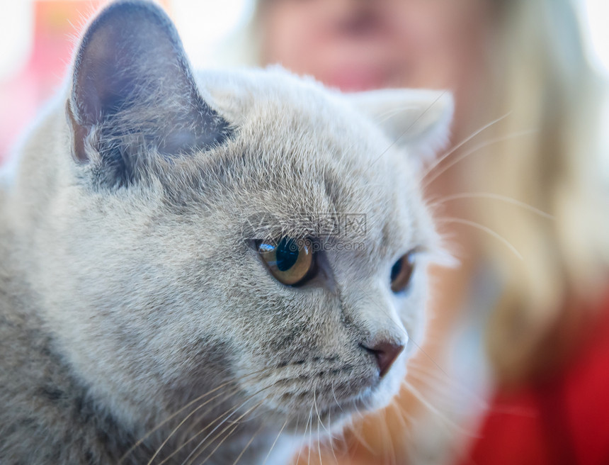 英国蓝猫的特写肖像图片