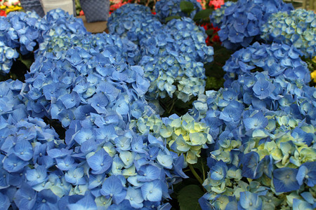 花卉苗圃中花店出售的蓝色绣球花图片