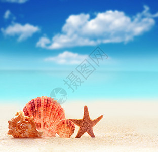 夏天沙滩海壳和海星在沙滩上海洋图片