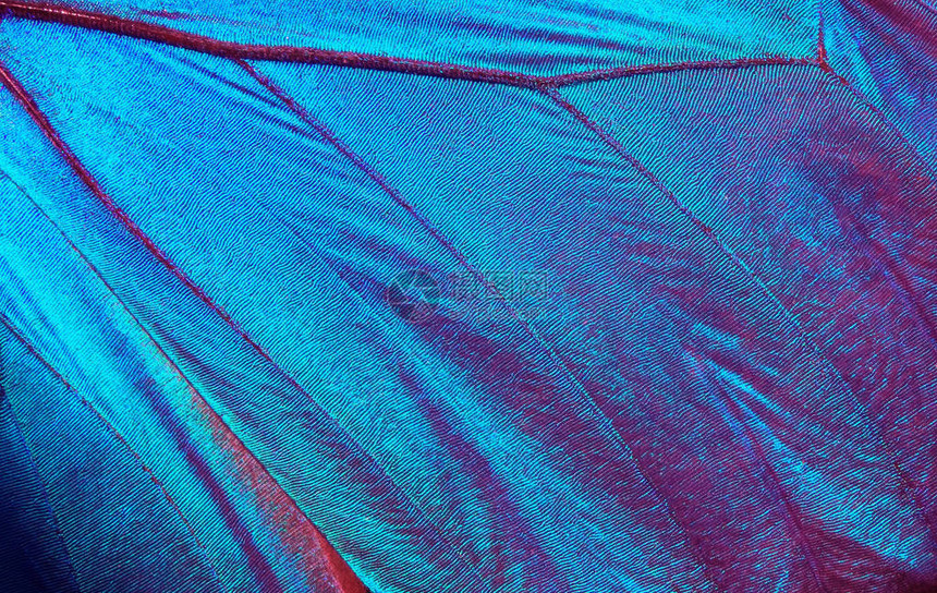 蓝色抽象图案蝴蝶的翅膀莫福纹理背图片