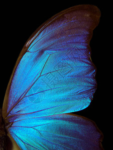 蝴蝶的翅膀莫福纹理背图片