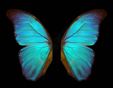 蝴蝶莫福的翅膀摩普蝴蝶翅膀在黑色图片