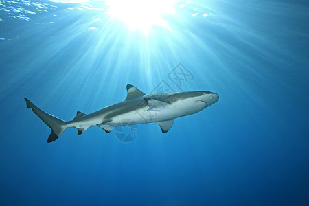 在浅水中游动的黑礁鲨鱼光束图片