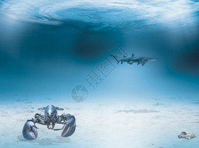 水下生活浅水中的龙虾背景是鲨鱼图片