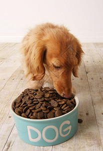 dachshund狗吃的食物图片