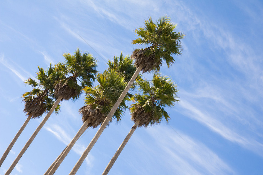高大的棕榈树映衬着蓝天图片