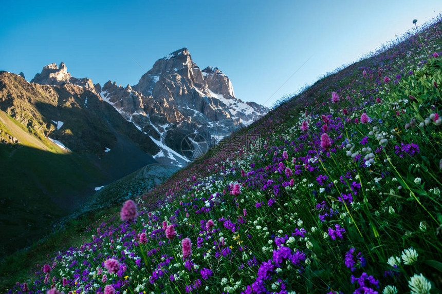 格鲁吉亚乌什巴山Ushba山黎明图片