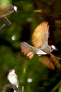 飞鸟和两个旁观者的高速飞行高清图片