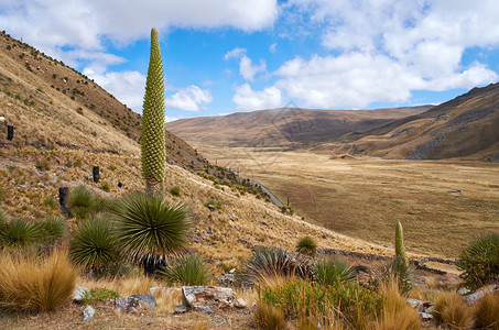 南美洲秘鲁安第斯山脉的PuyaRaimondii图片