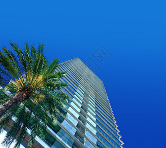 棕榈树和办公大楼照片空图片