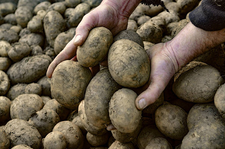 准备新鲜收获的土豆背景图片
