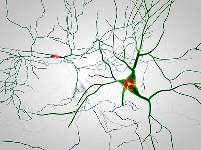 大脑神经元突触图片