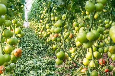 在温室中种植番茄水果的图片